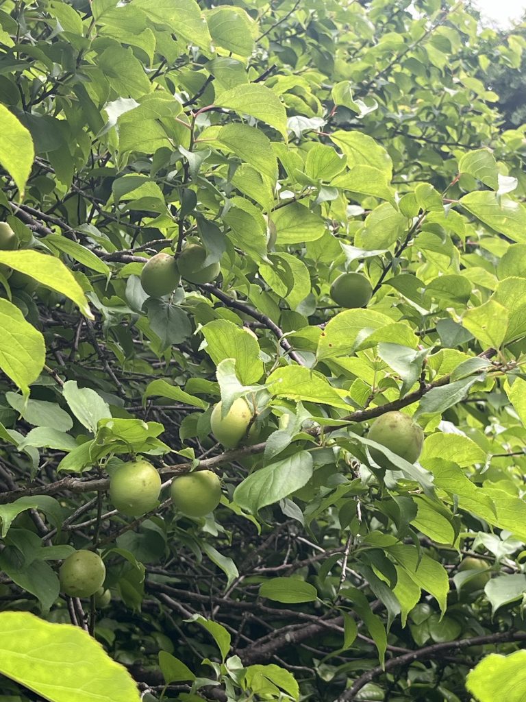 青梅2